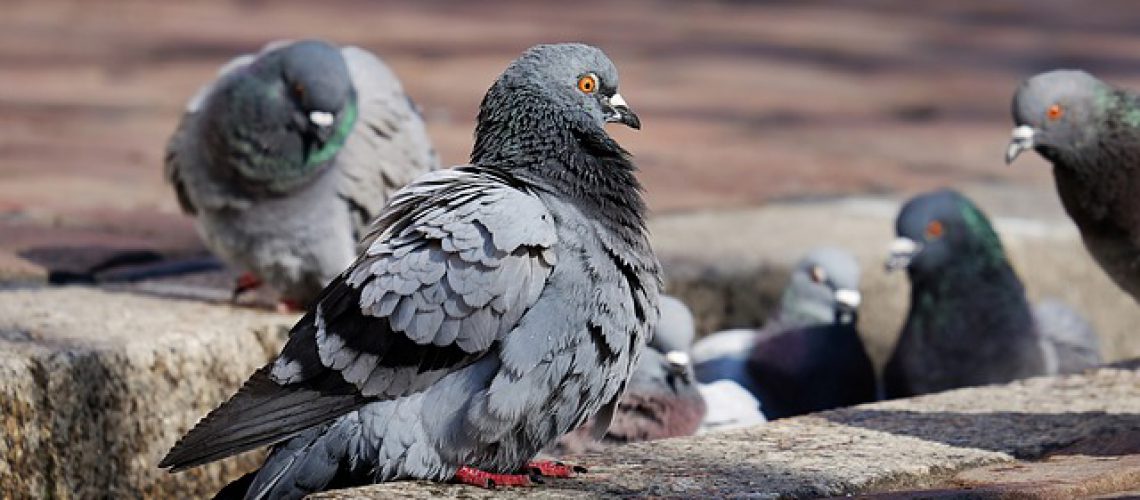 pigeons-3268990_640