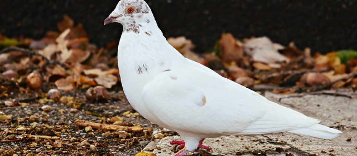white-dove-3755373_640